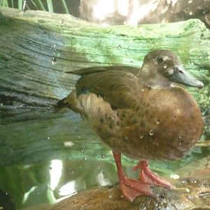 Rivers Exhibit- Duck