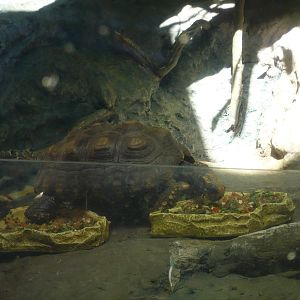 Amazon Rising- Red-footed Tortoises