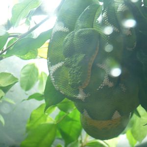 Amazon Rising Exhibit- Emerald Tree Boa