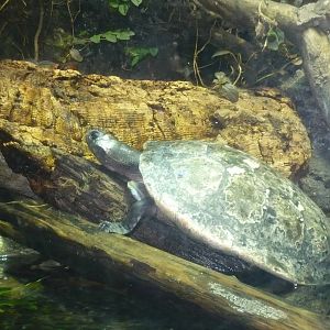Amazon Rising Exhibit-  Turtle