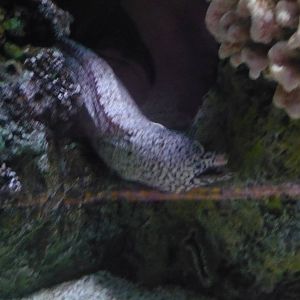 Oceans Exhibit- Moray Eel