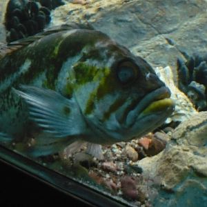 Oceans Exhibit- Fish