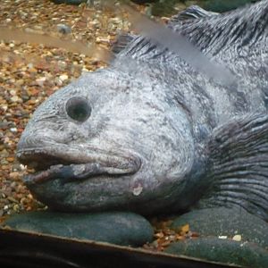 Oceans Exhibit- Wolf Fish