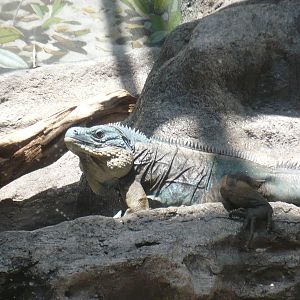 Islands and Lakes Exhibit- Grand Cayman Blue Iguana