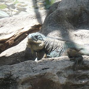 Islands and Lakes Exhibit- Grand Cayman Blue Iguana