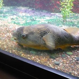 Oceans Exhibit- Puffer Fish