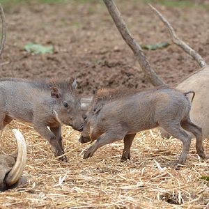 Warthog young
