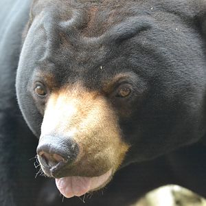 Sun Bear