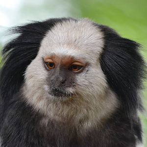 marmoset