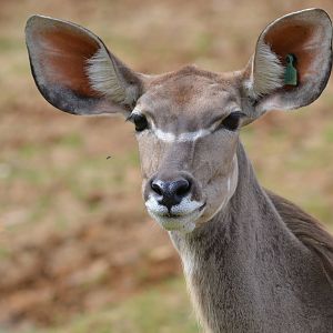 greater kudu