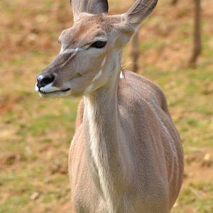 greater kudu