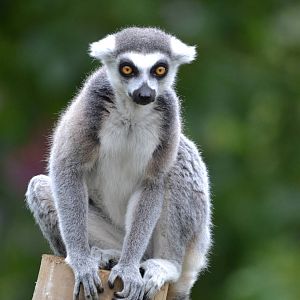 ring tailed lemur