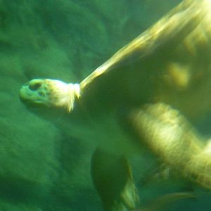 Caribbean Reef Tank- Green Sea Turtle