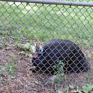 Australia- Cassowary