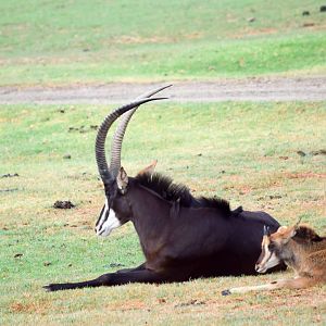 African Tram Animals