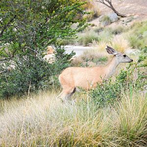 African Tram Animals