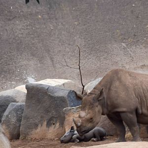 African Tram Animals