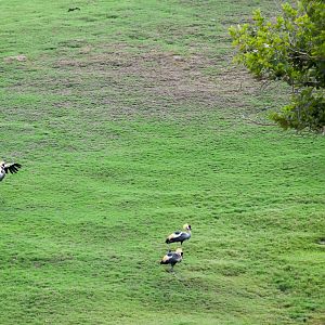 African Tram Animals