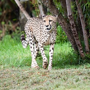 African Tram Animals