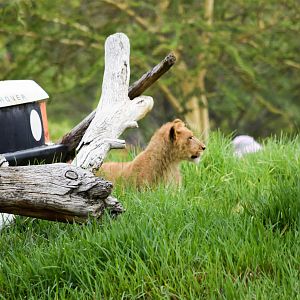 African Tram Animals