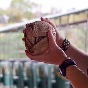 African Tram Animals
