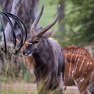 African Tram Animals