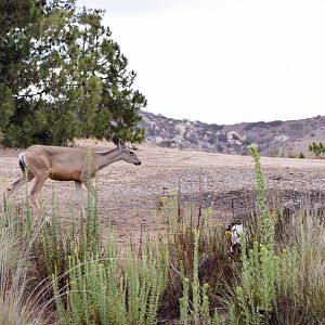 African Tram Animals