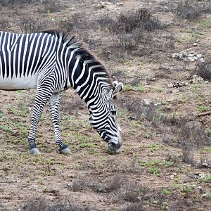 African Tram Animals