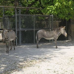 Hoofed Animals- Zebras