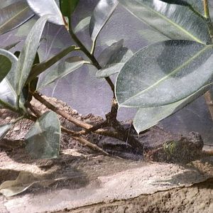 The Fragile Rain Forest- VERY Well Camouflaged Alligator