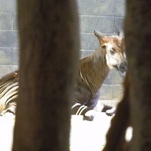 Habitat Africa!- Okapi