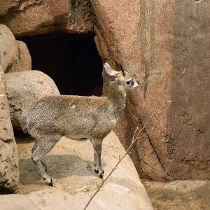 Habitat Africa! The Savannah- Dik Dik