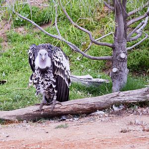 African Tram Animals