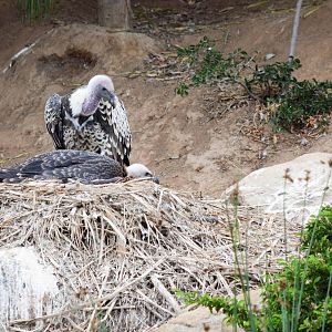 African Tram Animals