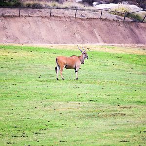 African Tram Animals