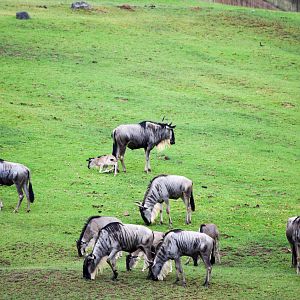 African Tram Animals