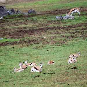 African Tram Animals