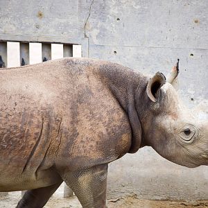 African Tram Animals