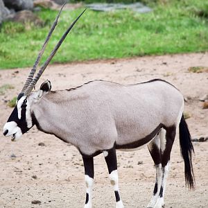 African Tram Animals