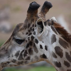 African Tram Animals