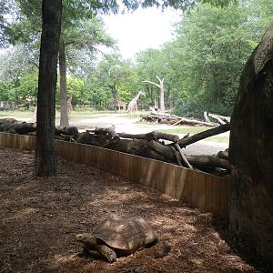 Habitat Africa! The Savannah- Spurred Tortoise Exhibit with Giraffe Exhibit
