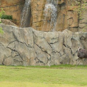 Jul. 2014 - Africa - African Plains (New 2014!) - Ostrich + Painted Dog Bar