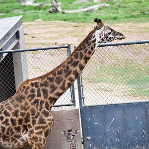 African Tram Animals