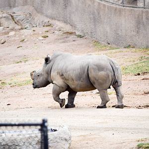 African Tram Animals