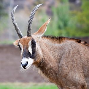 African Tram Animals