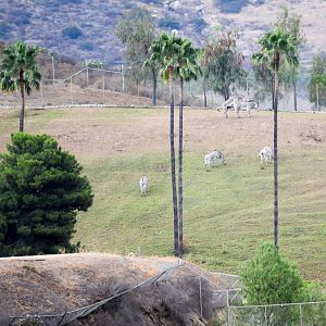 African Tram Animals