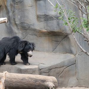 Big Cats- Sloth Bear