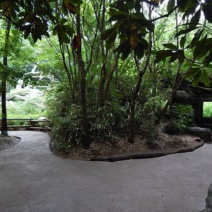 Jul. 2014 - Jungle Trails - Outdoor Bonobo Exhibit Viewings