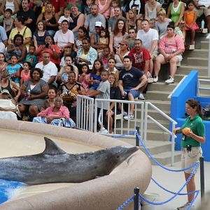 Seven Seas- Dolphin Show