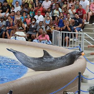 Seven Seas- Dolphin Show